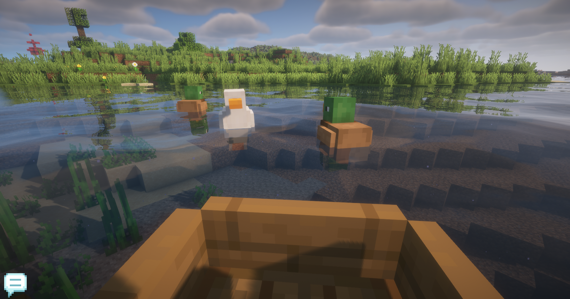 ducks floating