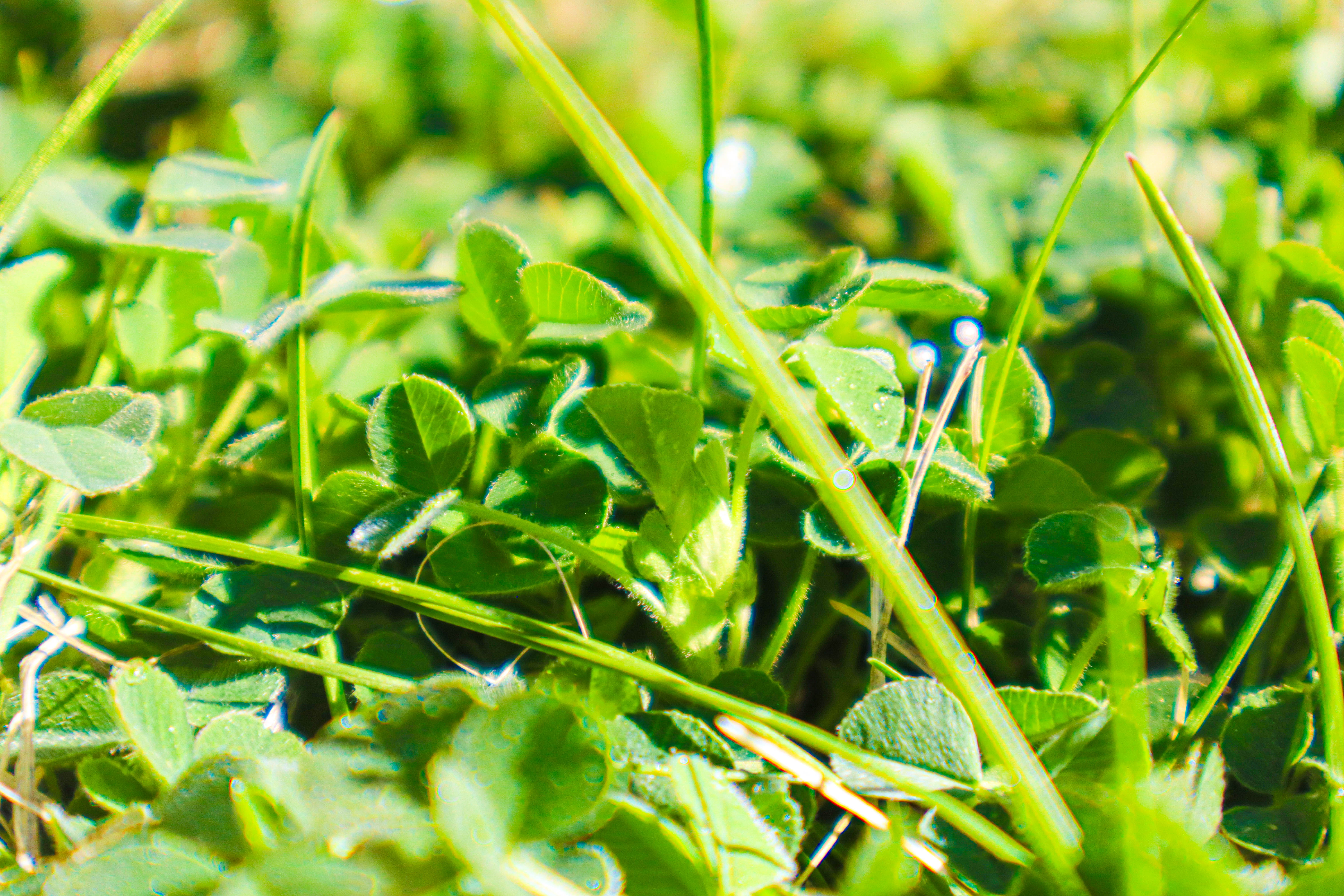 grass macro